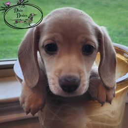 He is a shaded cream miniature dachshund.  He will be ready to go home July 8. - Cream male Dachshund puppy in Farmersville, Texas from Dixie Doxies