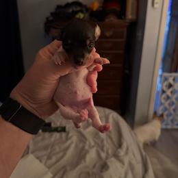 Baby B1B - White black and tan female Toy Fox Terrier puppy in Clermont, Florida from Debbie Hiles's Toy Fox Terriers
