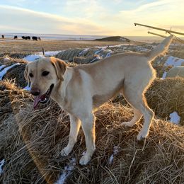 Haisley - Labrador Retriever