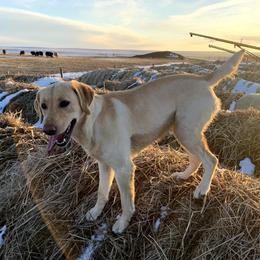 Haisley - Labrador Retriever