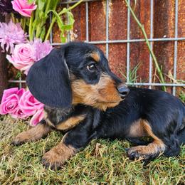 Lily - Black and tan female Dachshund puppy in Florence, Arizona from Doxie Town Az