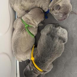 French Bulldog Puppies from Kaitlyn Slone