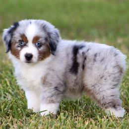 Dallas - Blue merle male Miniature American Shepherd puppy in San Benito, Texas from Vaquera's Miniature American Shepherds
