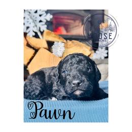 Pawn - Black female Bernedoodle puppy in Belleville, Michigan from Moose Tracks Bernedoodles