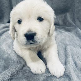 Golden Retriever Puppies from Valiant Goldens