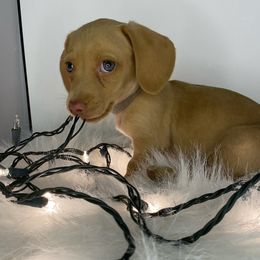 Belle - Cream Dachshund puppy in Fort Worth, Texas from Louis' Litters