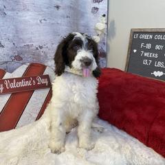 Saint Berdoodle Puppies from Single Barrel Doodles