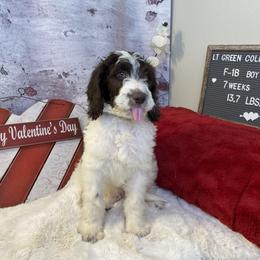 Saint Berdoodle Puppies from Single Barrel Doodles
