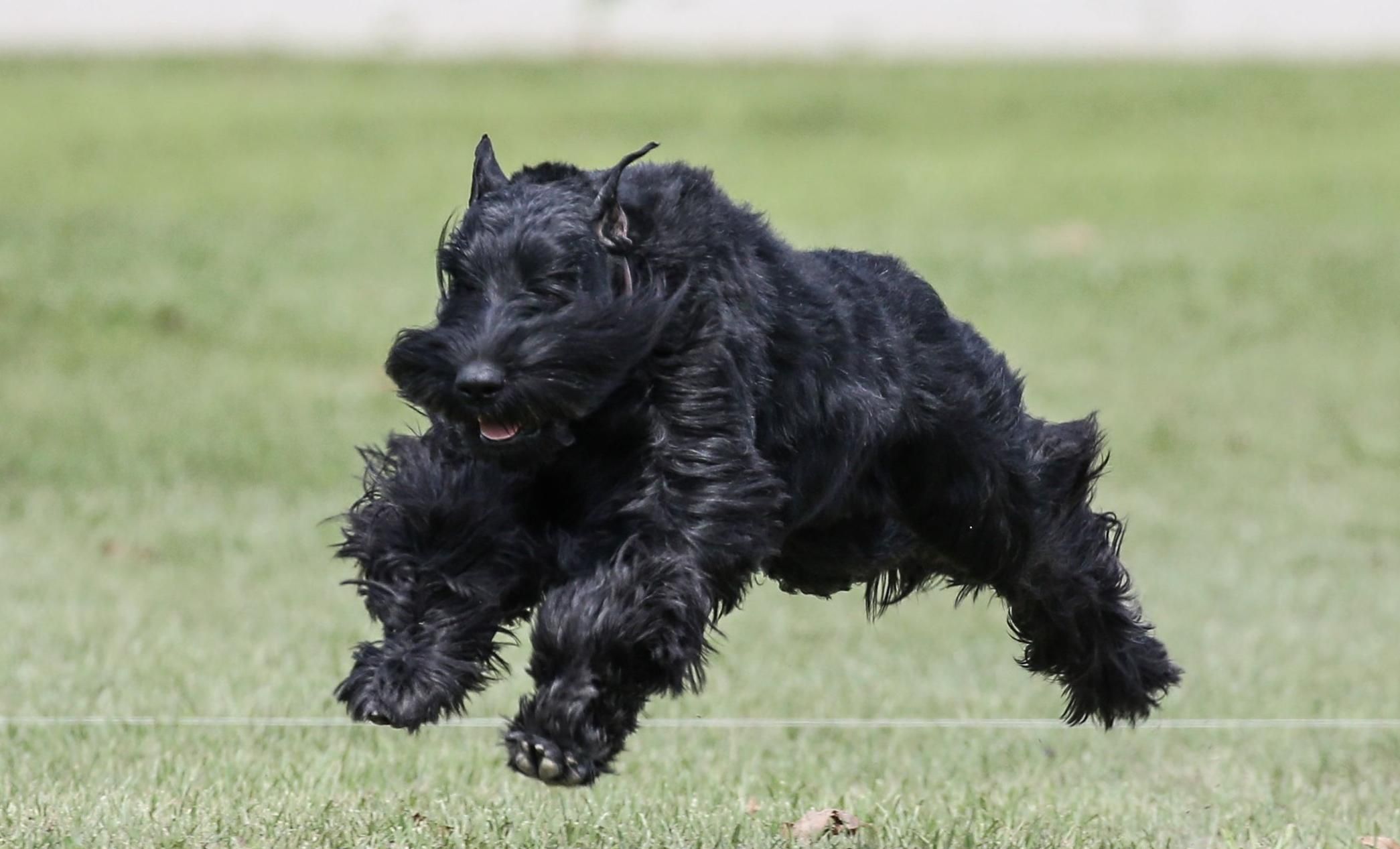 Schnauzer Gigante - Raça de cachorro
