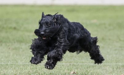 Giant Schnauzer lure coursing