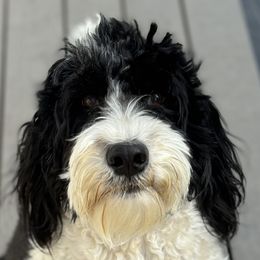 Maui - Portuguese Water Dog