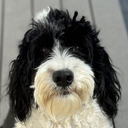 Maui - Portuguese Water Dog