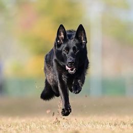 German Shepherds from Mythos Kennel