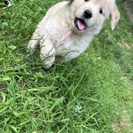 Golden Retriever Puppies from Jms Goldens