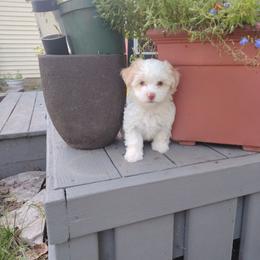 Stormy - Fawn sable male Havanese puppy in Granger, Indiana from Melissa's Havanese