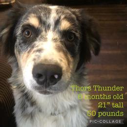 Australian Shepherd All Grown Up from K & R Australian Shepherds