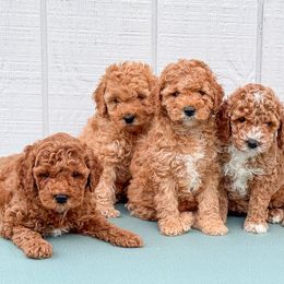 Goldendoodles from Pack Street Pups