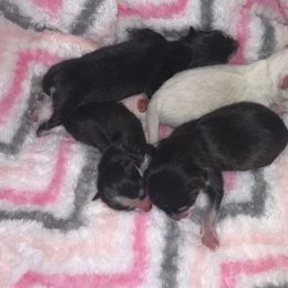 Pomsky Puppies from Peekaboo Pomskies
