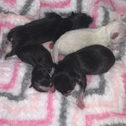 Pomsky Puppies from Peekaboo Pomskies