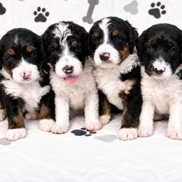 Bernedoodle and Goldendoodle Puppies from Falcon Ridge Doodles