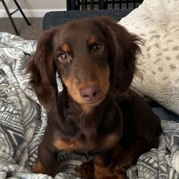 Dachshund Puppies from Southern Ridge Kennels