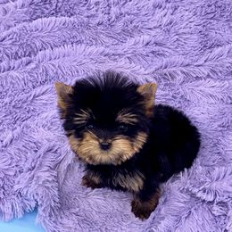 Yorkshire Terrier Puppies from The Royal Yorkie Den LLC