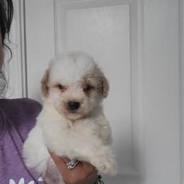 Coco - Apricot female Goldendoodle puppy in Milwaukwe, Wisconsin from Wisconsin Doodles
