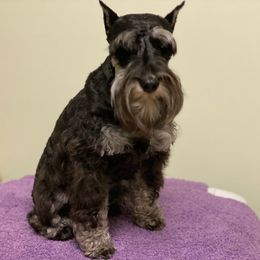 Miniature Schnauzers from Cindy’s Mini Schnauzers