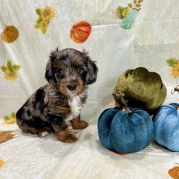 Zephyr - Merle male Cockapoo puppy in Salem, Oregon from Capital Doodles