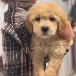 Clyde - Cream male Goldendoodle puppy in Lancaster, Minnesota from North Star Dog Training