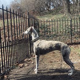 Violet - Whippet