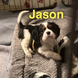 Barron Maximillian (Jason) - Tri-color male Cavalier King Charles Spaniel puppy in Broken Arrow, Oklahoma from Cavalier King Charles Heartland