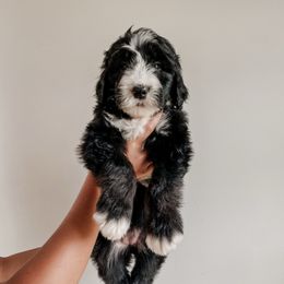 Nara - Black and white female Sheepadoodle puppy in Wabash, Indiana from DOODCompany