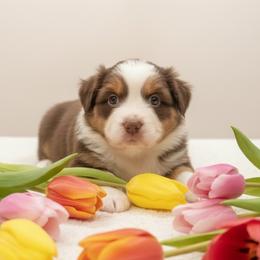 Nova - Red tri-color female Australian Shepherd puppy in Hugo, Colorado from Frying Pan Ranch Australian Shepherds