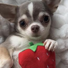 Haiku - Chihuahua