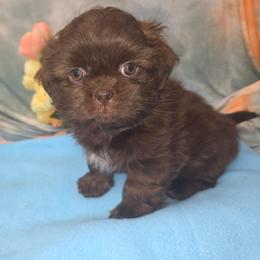 Toby - Chocolate male Shih Tzu puppy in Green Bay, Wisconsin from Kim's Shih Tzus