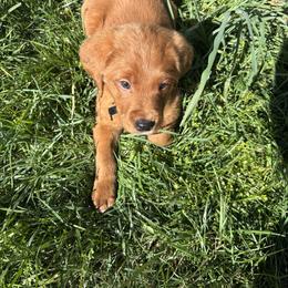 Pritzel - Chocolate male Labradoodle puppy in Beltsville, Maryland from Georges labradoodles