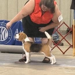 Beagle All Grown Up from Knappogue Beagles