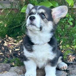 Maggie White Paws - Black and tan female Pembroke Welsh Corgi puppy in San Rafael, California from Top Shepherd Perlez