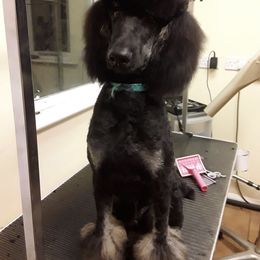 Assorted Doodle Crosses and Poodle All Grown Up from Gemstone Poodles and Doodles