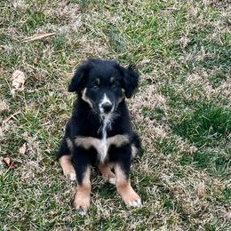 Nick - Black tri-color male Australian Shepherd puppy in Mocksville, North Carolina from Trailblazing Aussies