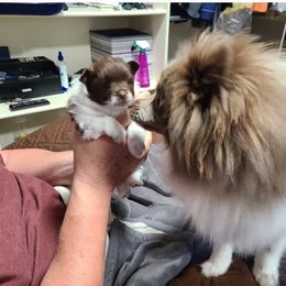 Pomeranian Puppies from Merri's Pom's