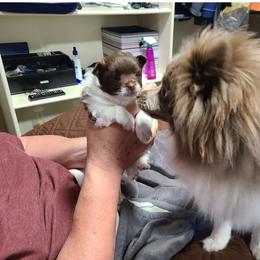 Pomeranian Puppies from Merri's Pom's