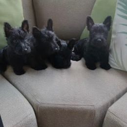 Scottish Terrier Puppies from Midwest Scotties