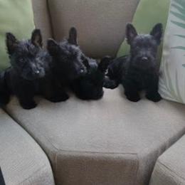 Scottish Terrier Puppies from Midwest Scotties
