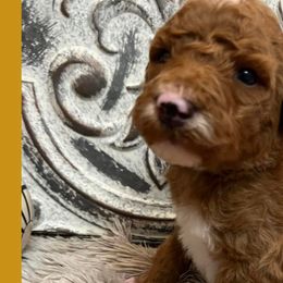Boy 6 - Poodle puppy in Oxford, Alabama from Posh Poodles Alabama