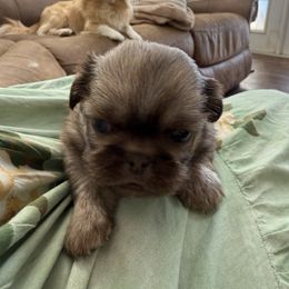 Rose - Red female Pekingese puppy in Mabank, Texas from Peke Lovers of Texas