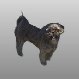 Destiny - Shih Tzu