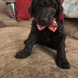 Bear - Poodle puppy in Kentucky from Stacey's Poodles
