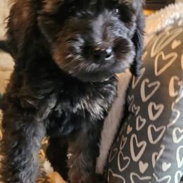 Vinny - Chocolate male Goldendoodle puppy in Kansas City, Missouri from Poppy's Doodles